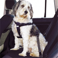 Hundegurt für den Westie im Auto