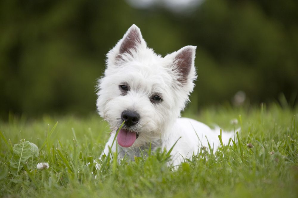 Westhighland-White-Terrier-Welpen