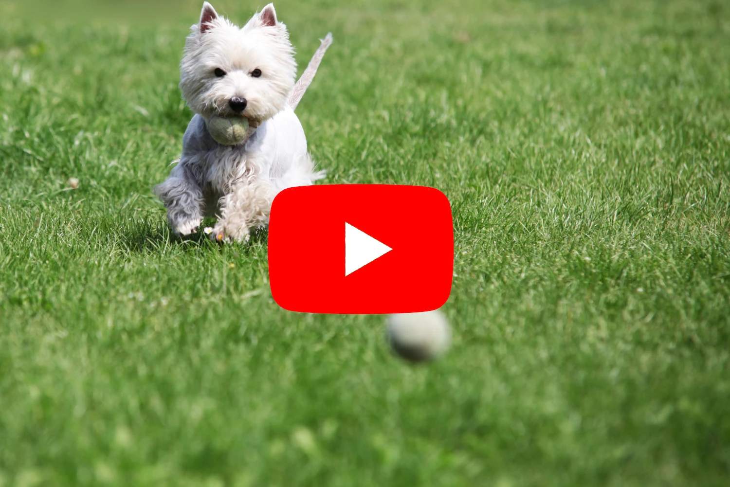 Westie Videos: Informative, lustige und interessante Videos über den West Highland White Terrier
