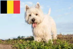 Mehr über den Artikel erfahren Westie Züchter und Welpen in Belgien