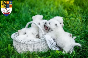 Mehr über den Artikel erfahren Westie Züchter und Welpen in Brake (Unterweser)