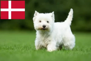 Mehr über den Artikel erfahren Westie Züchter und Welpen in Dänemark