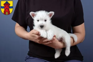 Mehr über den Artikel erfahren Westie Züchter und Welpen in Delmenhorst