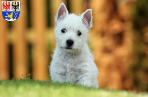 Mehr über den Artikel erfahren Westie Züchter und Welpen in Erlangen