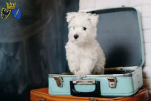 Mehr über den Artikel erfahren Westie Züchter und Welpen in Essen