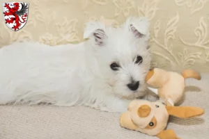 Mehr über den Artikel erfahren Westie Züchter und Welpen in Gießen