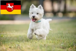 Mehr über den Artikel erfahren Westie Züchter und Welpen in Niedersachsen