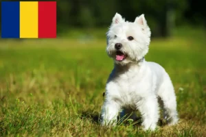 Mehr über den Artikel erfahren Westie Züchter und Welpen in Rumänien