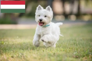 Mehr über den Artikel erfahren Westie Züchter und Welpen in Ungarn