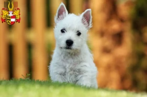 Mehr über den Artikel erfahren Westie Züchter und Welpen in Kärnten