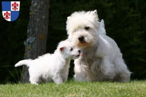 Mehr über den Artikel erfahren Westie Züchter und Welpen in Karlstadt