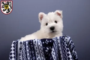 Mehr über den Artikel erfahren Westie Züchter und Welpen in Landau in der Pfalz