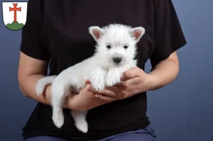 Mehr über den Artikel erfahren Westie Züchter und Welpen in Landsberg am Lech