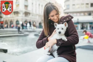 Mehr über den Artikel erfahren Westie Züchter und Welpen in Plauen