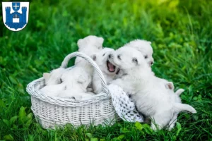 Mehr über den Artikel erfahren Westie Züchter und Welpen in Ravensburg