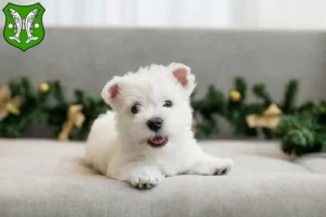 Mehr über den Artikel erfahren Westie Züchter und Welpen in Saalfeld/Saale