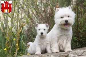 Mehr über den Artikel erfahren Westie Züchter und Welpen in Weilheim in Oberbayern