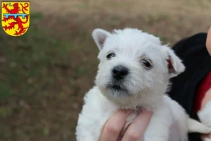 Mehr über den Artikel erfahren Westie Züchter und Welpen in Zweibrücken