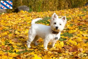 Mehr über den Artikel erfahren Westie Züchter und Welpen in Friesland