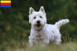 Mehr über den Artikel erfahren Westie Züchter und Welpen in Nordholland